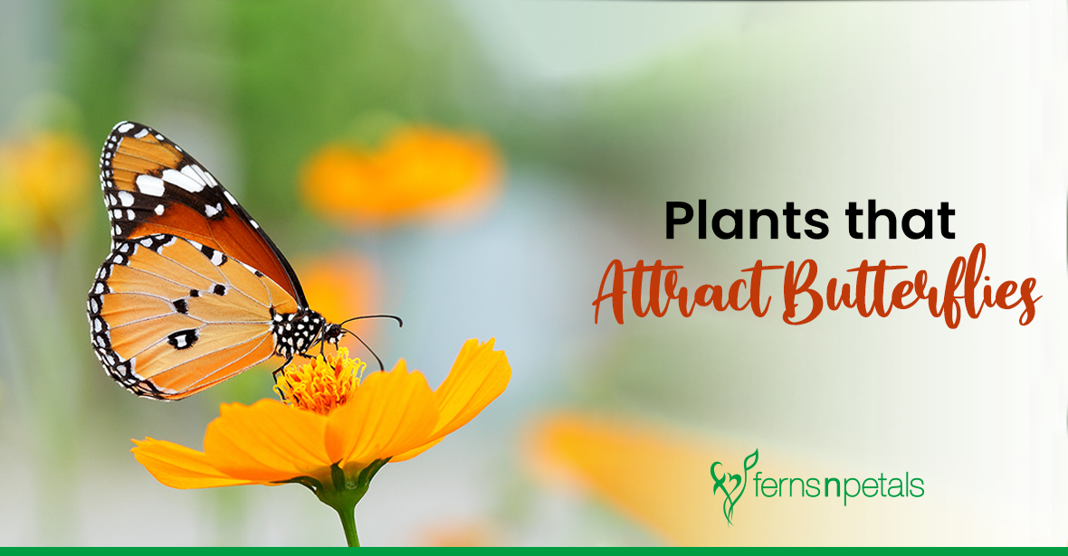 Top Plants that can Attract Butterflies to your Garden